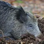 Mit eszik a vaddisznó (55 fotó) tenyésztése vad, mindenevő állat a természetben, disznók szeretnek enni makk