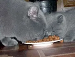 Mi a takarmány egy brit macska minden nap, és milyen ételeket választani (cat) Mi a takarmány egy brit macska minden nap, és milyen ételeket választani