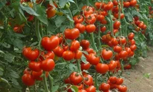 Mit és hogyan kell permetezni a paradicsomot a különböző helyzetekben tippek