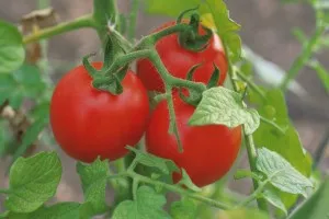 Mit és hogyan kell permetezni a paradicsomot a különböző helyzetekben tippek