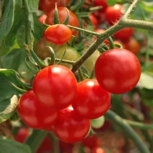 Mit és hogyan kell permetezni a paradicsomot a különböző helyzetekben tippek