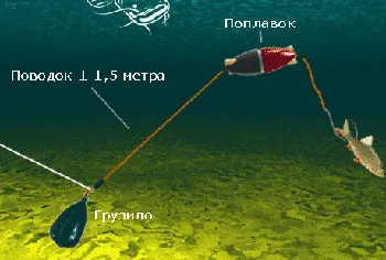 A harcsa eszik 