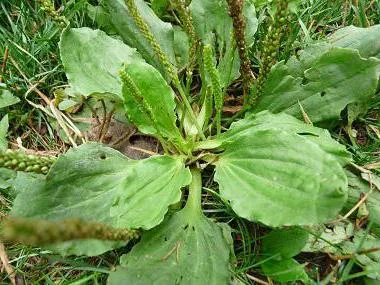 Mint kezelni szivárgott sebek a gyermek (nedves) Mint kezelni szivárgott sebek egy gyerek