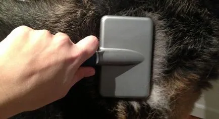 Mi a takarmány egy német juhász, és hogyan néz utána, fotók és videó (etetni a német juhász) Mi a takarmány egy német juhász, és hogyan kell vigyázni rá, egy fotó és videó