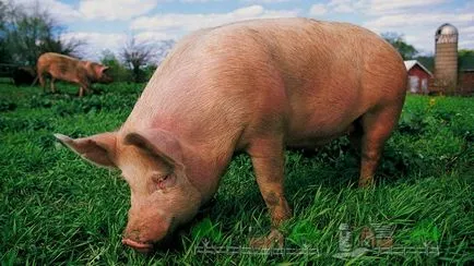 A hírcsatornák vaddisznó és hogyan kell etetni, hogy otthon (feltételek) A vaddisznó eszik, és hogyan kell megetetni otthon