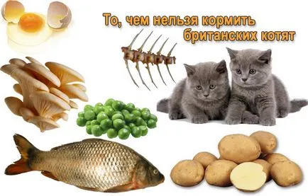 Mi a takarmány egy cica és egy felnőtt macskaeledel típus kiválasztása