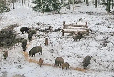 A vaddisznó eszik