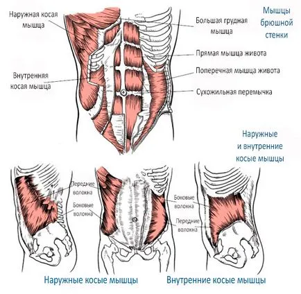 Какво е мускулите на кора - анатомия и мускулната функция кора (мускул) Какво е мускули кора на - анатомия и мускулната функция кората