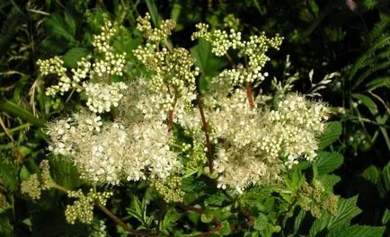 Какво е най-полезните свойства на Meadowsweet Meadowsweet