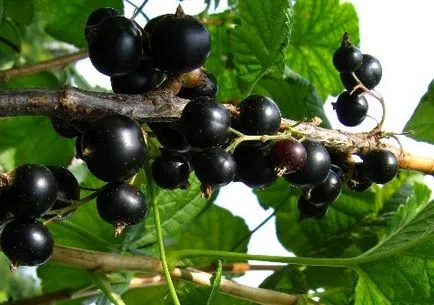 Какво е samoplodnye клас