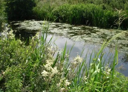 Какво е най-полезните свойства на Meadowsweet Meadowsweet