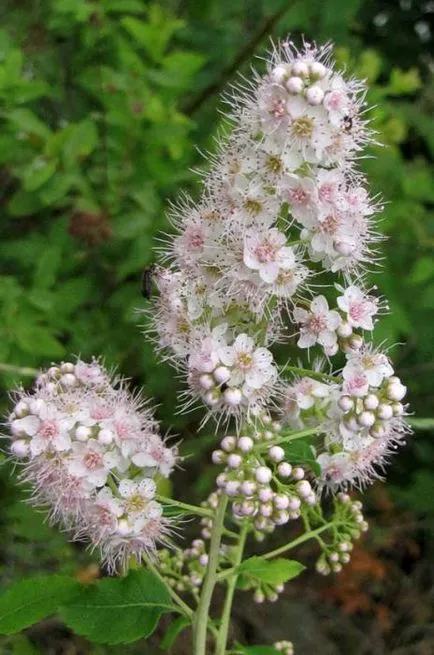 Какво е най-полезните свойства на Meadowsweet Meadowsweet