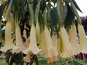 Brugmansia цвете - отглеждане на семена, отглеждане и грижи за Brugmansia