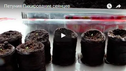Петуния цвете - отглеждане на семена, петуния снимка, грижи и засаждане, петуния след цъфтежа