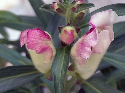 Snapdragon цвете - засаждане и грижи, снимки на snapdragons, растящи snapdragons от семена;