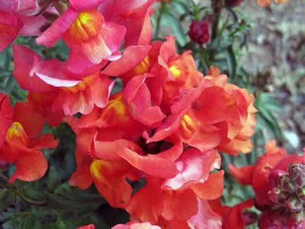 Snapdragon цвете - засаждане и грижи, снимки на snapdragons, растящи snapdragons от семена;