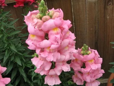 Snapdragon цвете - засаждане и грижи, снимки на snapdragons, растящи snapdragons от семена;