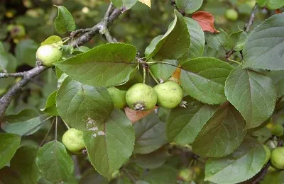 Wild ябълка (гора) характеризиране и описание, засаждане и грижи