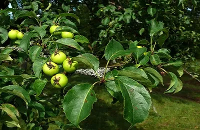 Wild ябълка (гора) характеризиране и описание, засаждане и грижи