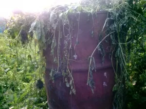 Земните червеи - видове, структура и тяхната роля в природата и vermiculture, домашно стопанство
