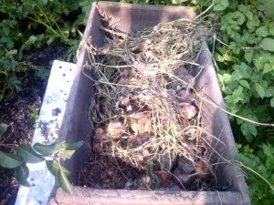 Земните червеи - видове, структура и тяхната роля в природата и vermiculture, домашно стопанство