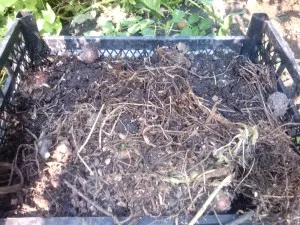 Земните червеи - видове, структура и тяхната роля в природата и vermiculture, домашно стопанство