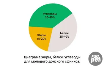 хранене Сфинкса борда