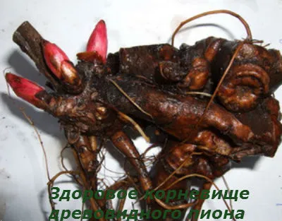 Очертайте божур засяване и грижи за храсти