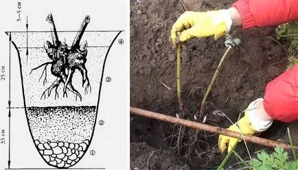 Описание на Пион - засаждане и грижи, детски състав, снимки