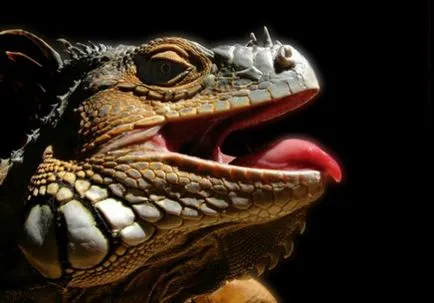 Dragon и козе съвместимост в любовта и брака хороскоп