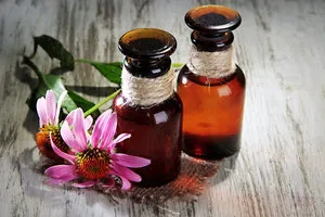 Mennyire hasznos echinacea gyógyító tulajdonságai és ellenjavallatok