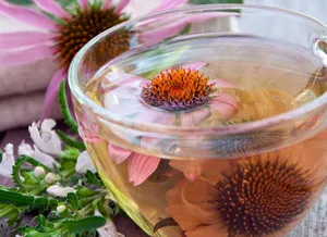 Mennyire hasznos echinacea gyógyító tulajdonságai és ellenjavallatok