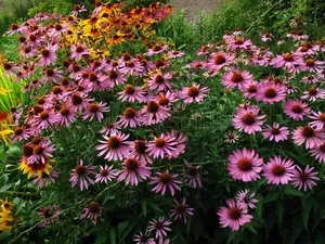 Mennyire hasznos echinacea gyógyító tulajdonságai és ellenjavallatok