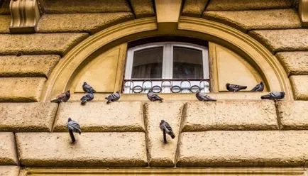 Ако гълъб удари прозореца и полетя стойност признаци