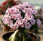 Ficus култивиране и поддържане benjamina, примерно имение