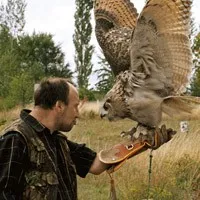 Owl хищна птица, хищните птици, бухалът
