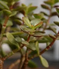 Ficus култивиране и поддържане benjamina, примерно имение