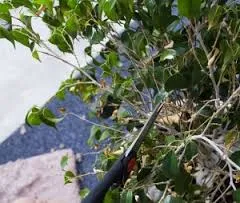 Ficus култивиране и поддържане benjamina, примерно имение