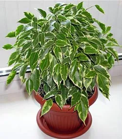 Ficus benjamina като трансплантация като породи, оформяне, как да се изгради, как да отрежете