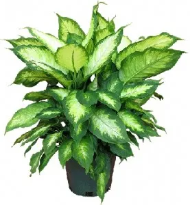 Ficus култивиране и поддържане benjamina, примерно имение