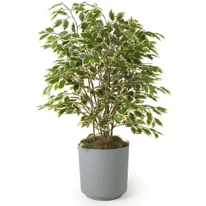 Ficus култивиране и поддържане benjamina, примерно имение