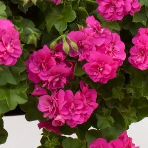 Ficus култивиране и поддържане benjamina, примерно имение