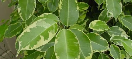 Ficus benjamina като трансплантация като породи, оформяне, как да се изгради, как да отрежете
