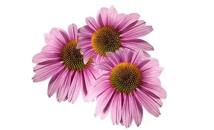 Echinacea - 10 терапевтични свойства и противопоказания