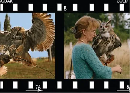 Owl хищна птица, хищните птици, бухалът