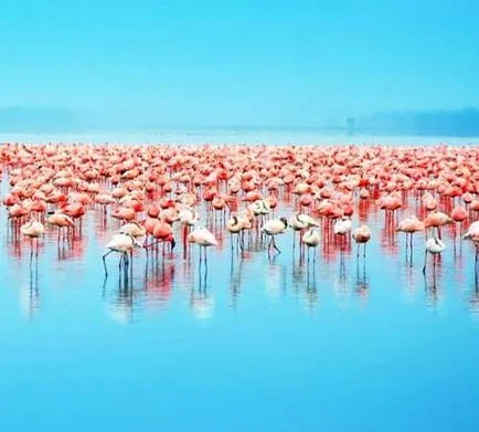 Flamingo Фото