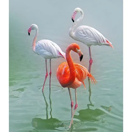 Flamingo Фото