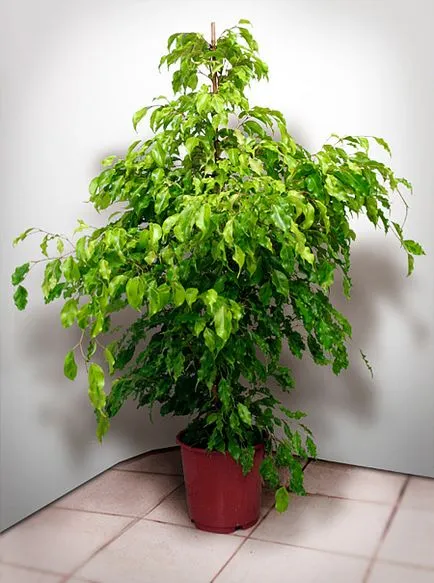 Ficus benjamina