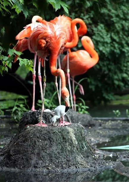 Flamingo, животински енциклопедия