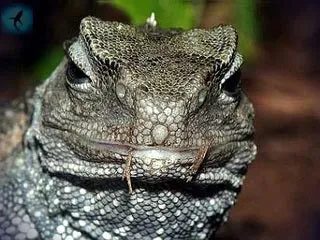 Хатерии или хатерии - sphenodon punctatus (хатерии) Хатерии или хатерии - sphenodon punctatus